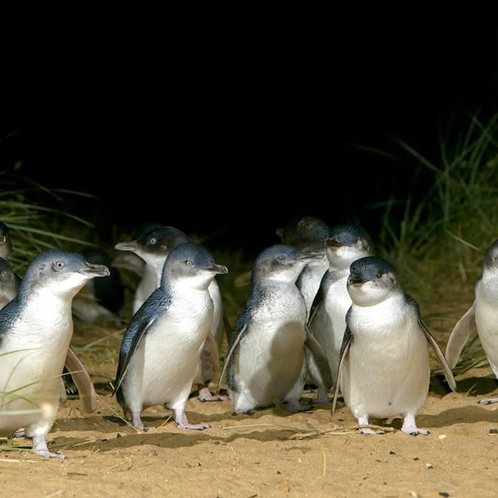 group of little penguins parading