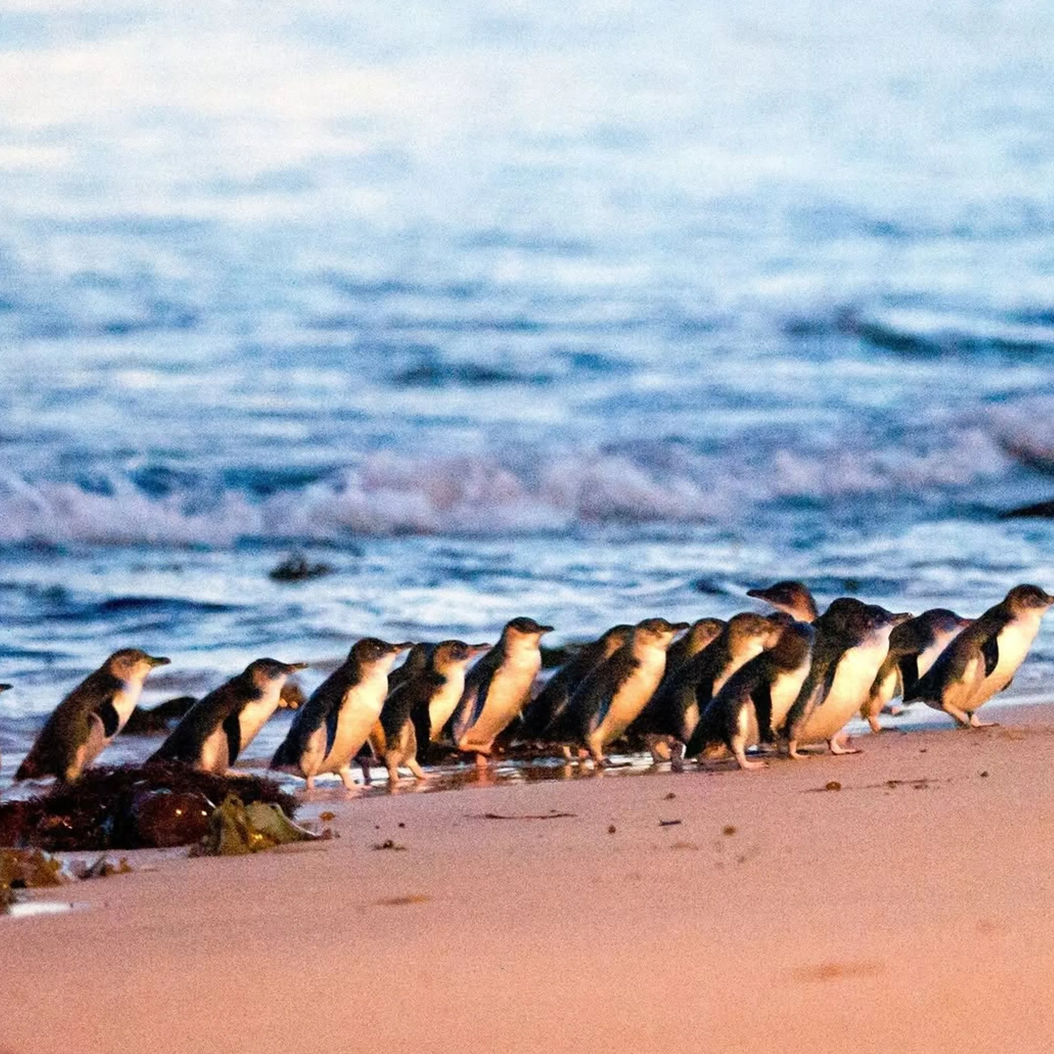 wildlife in nature setting