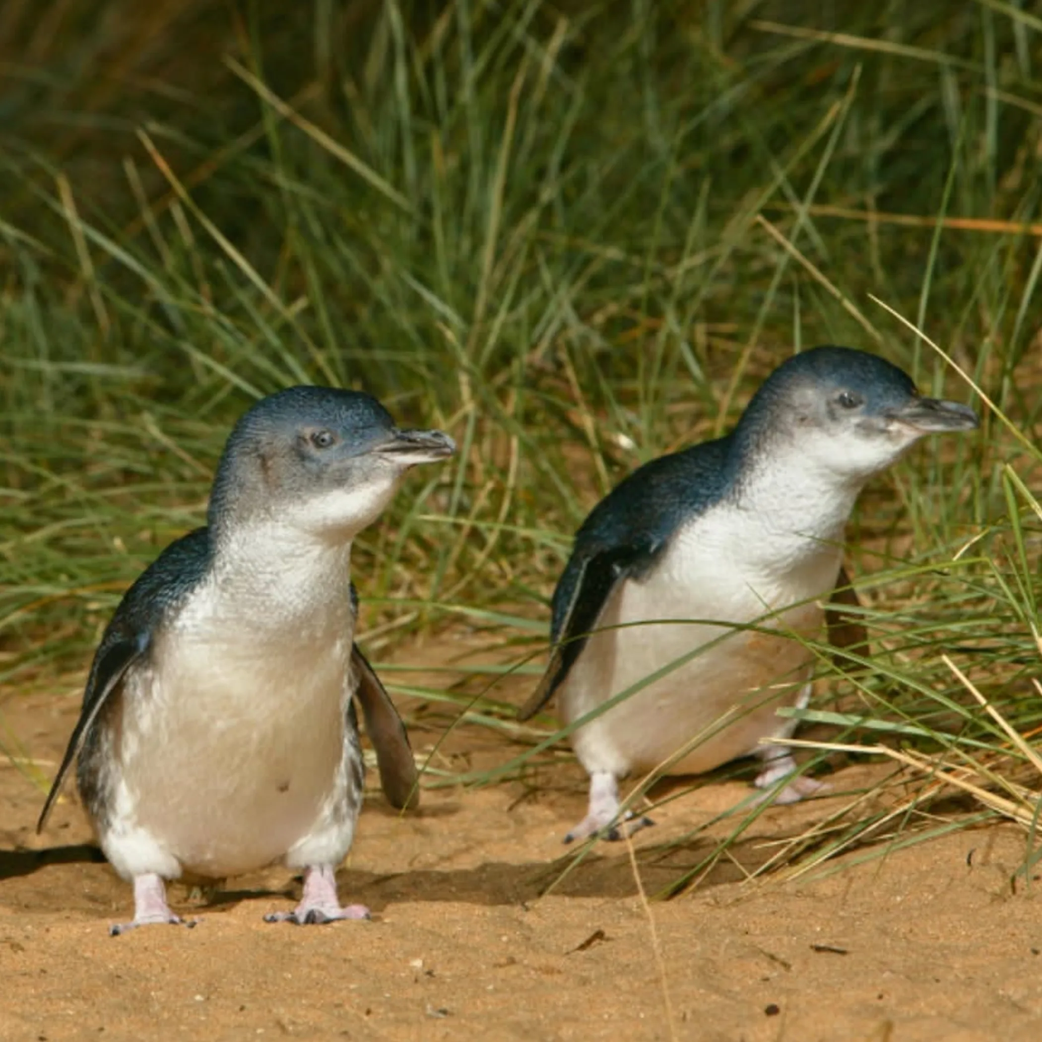 wildlife at penguin parade