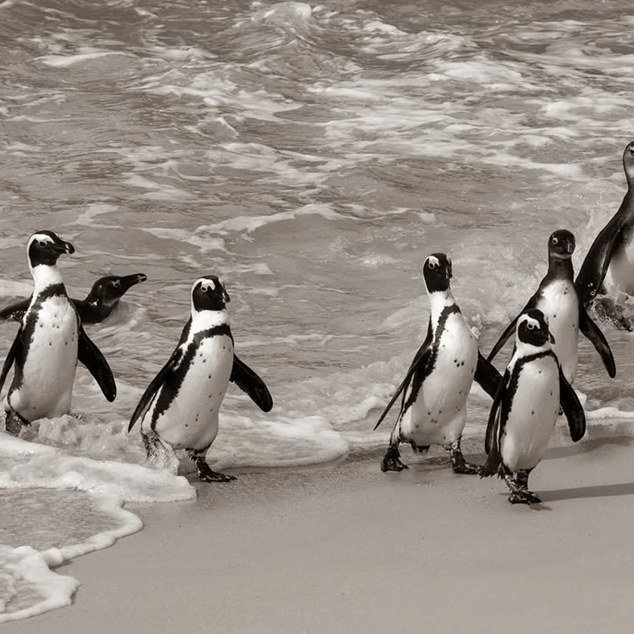 penguins parading along a beach