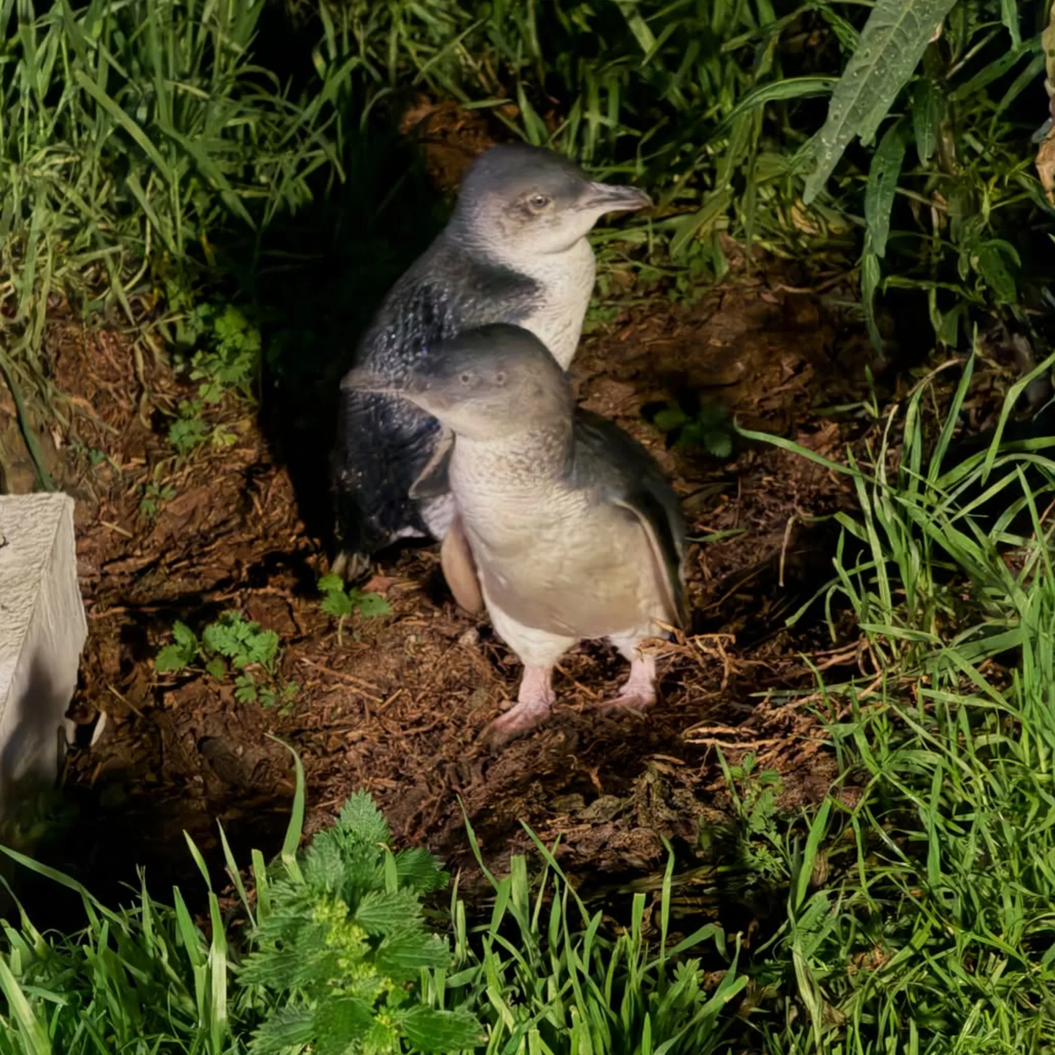 penguin parade wildlife photograph